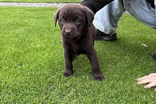 Labrador, Wielkopolskie, Siedlec