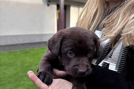 Labrador, Wielkopolskie, Siedlec