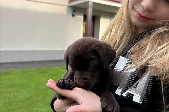 Labrador, Wielkopolskie, Siedlec