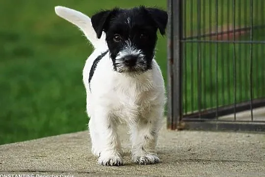 Jack Russell Terrier 3 miesięczny szczeniak hodowl, Gdynia