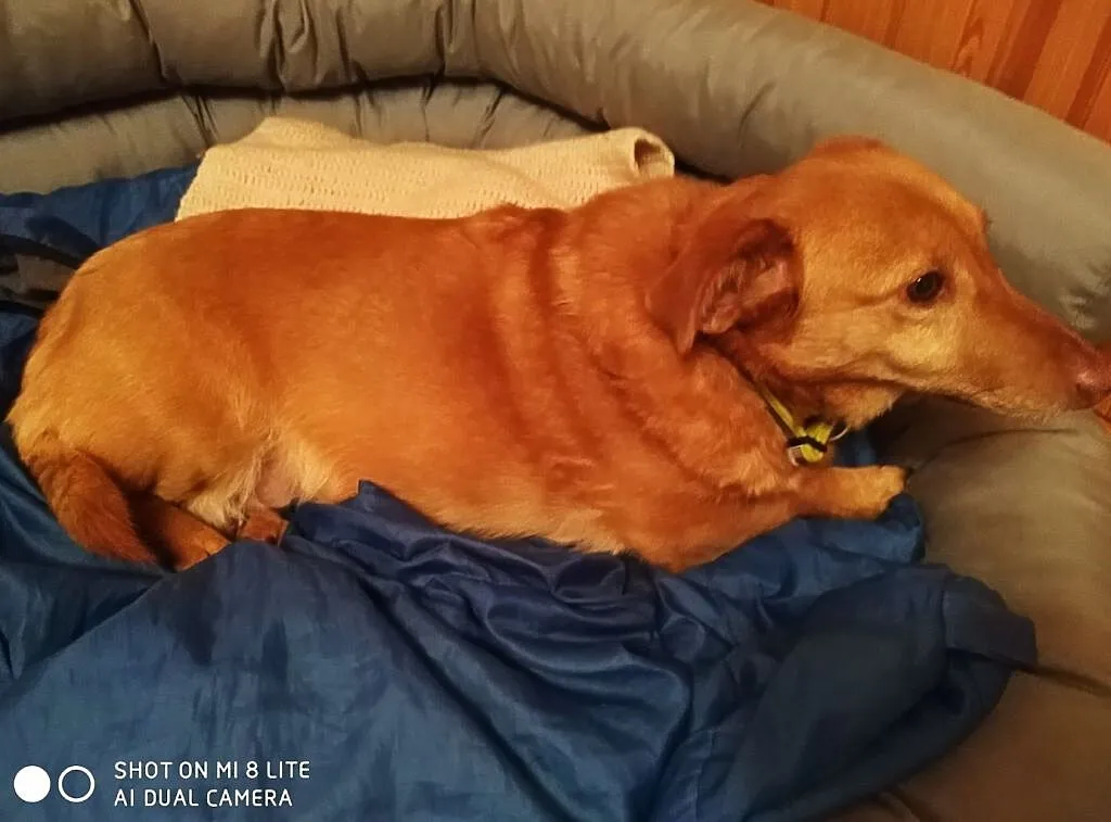mała sunia jak jamnik szuka domu adopcja Majka, Mazowieckie, Warszawa