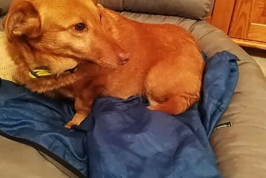 mała sunia jak jamnik szuka domu adopcja Majka, Mazowieckie, Warszawa