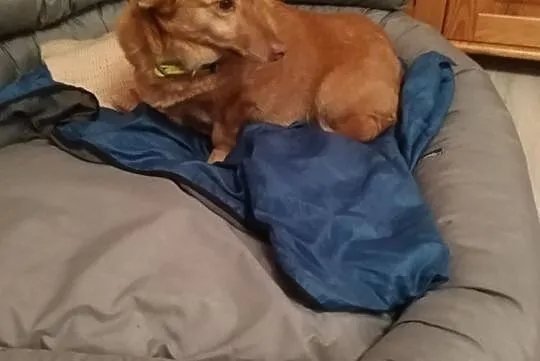 mała sunia jak jamnik szuka domu adopcja Majka, Mazowieckie, Warszawa