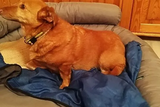 mała sunia jak jamnik szuka domu adopcja Majka, Mazowieckie, Warszawa