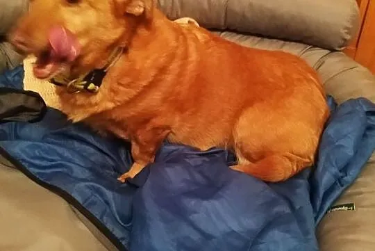 mała sunia jak jamnik szuka domu adopcja Majka, Mazowieckie, Warszawa
