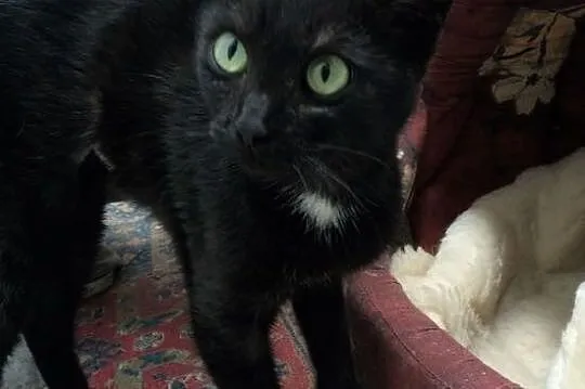 Migotka