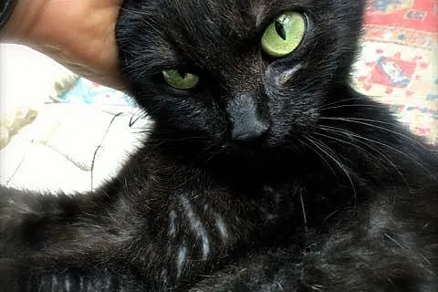 Migotka