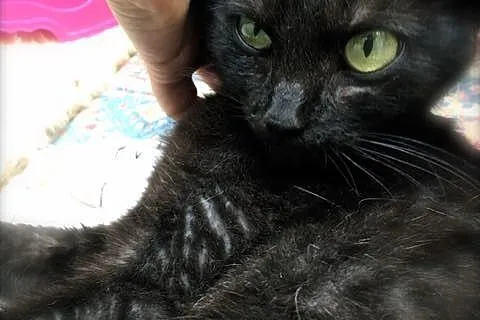 Migotka