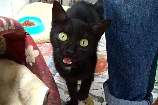 Migotka