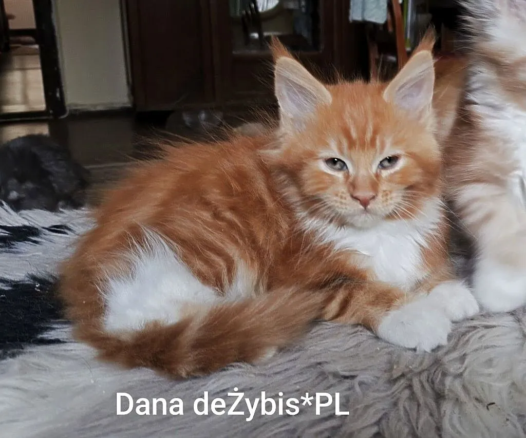 Piękne kocięta rasy Maine Coon, Śląskie, Gliwice