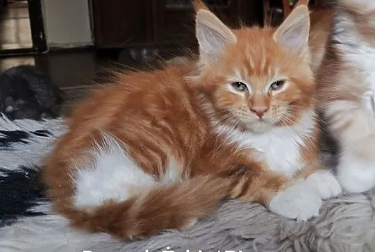 Piękne kocięta rasy Maine Coon, Śląskie, Gliwice
