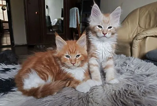 Piękne kocięta rasy Maine Coon, Śląskie, Gliwice