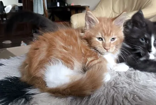 Piękne kocięta rasy Maine Coon, Śląskie, Gliwice