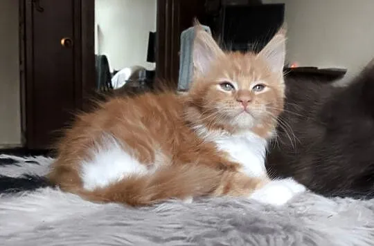 Piękne kocięta rasy Maine Coon, Śląskie, Gliwice
