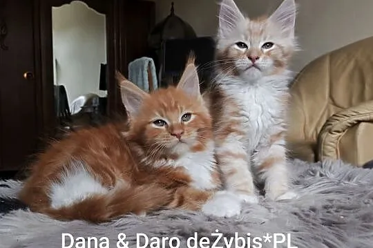 Piękne kocięta rasy Maine Coon, Śląskie, Gliwice