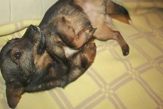 6 kilogramowa Sisi do pokochania :),  Kundelki cała Polska, 