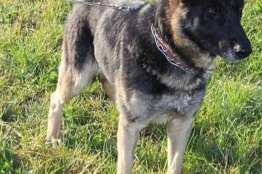Zoja Piękna sunia szuka kochającego i odpowiedzialnego domku, Kundelki cała Polska