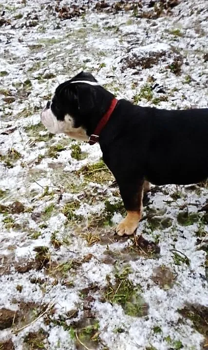 Angelski bulldog trikolor