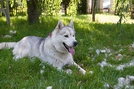 AGIS- husky- szuka swego miejsca na ziemi,  śląskie Katowice