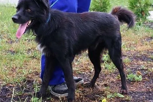 Onyx - trzyletni pies szuka domu,  śląskie Katowic