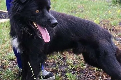 Onyx - trzyletni pies szuka domu,  śląskie Katowic