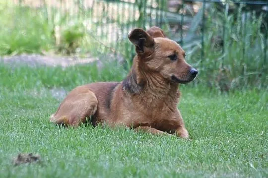 Mały Feluś szuka domku