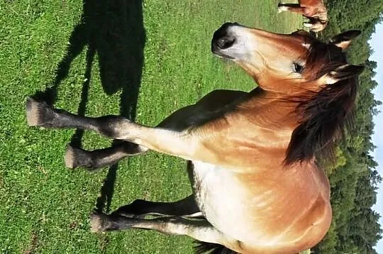 Sprzedam roczną źrebówkę do dopłat