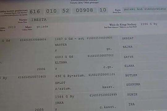 Sprzedam roczną źrebówkę do dopłat