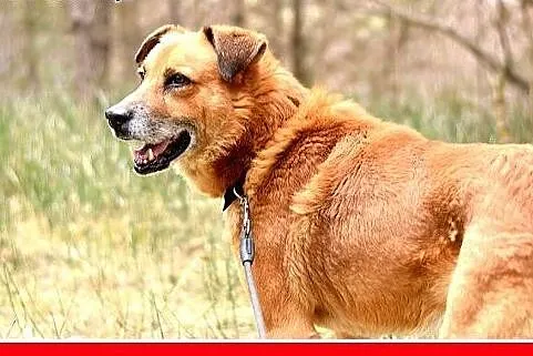FIODOR, 40kg,duży,spokojny,zrównoważony pies do ad