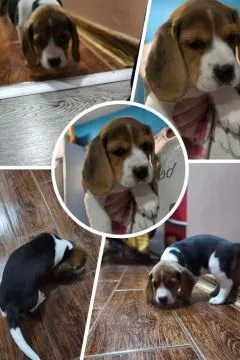 Urocza, zdrowa suczka beagle gotowa do nowego domu, , Przytkowice