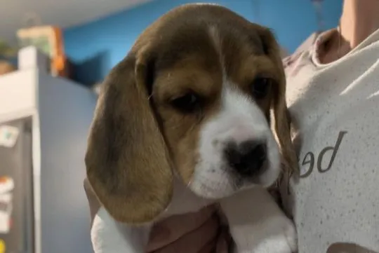 Urocza, zdrowa suczka beagle gotowa do nowego domu