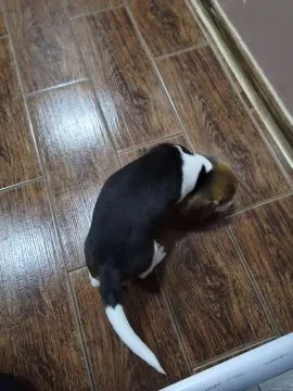 Urocza, zdrowa suczka beagle gotowa do nowego domu, , Przytkowice