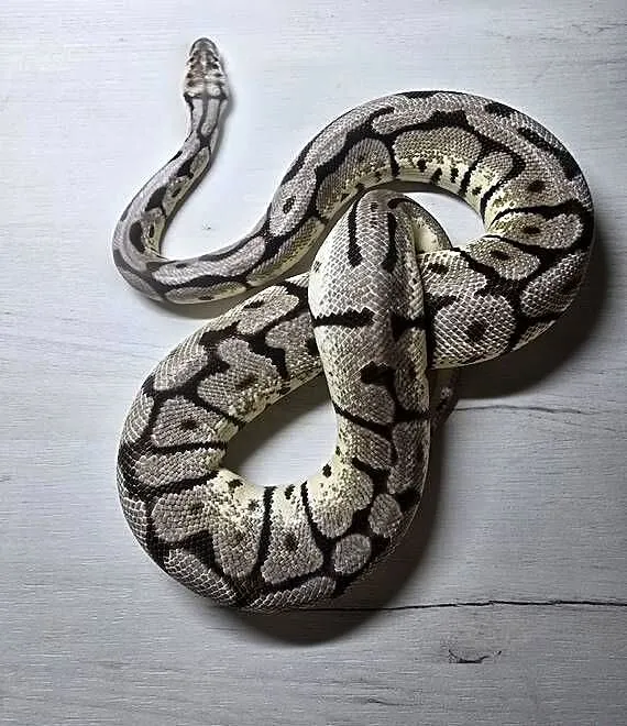 Pyton królewski python regius samica, Dolnośląskie, Wrocław