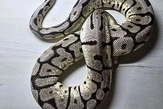 Pyton królewski python regius samica, Dolnośląskie, Wrocław