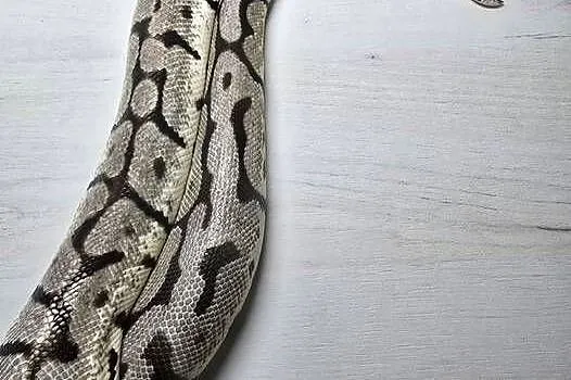 Pyton królewski python regius samica, Dolnośląskie, Wrocław