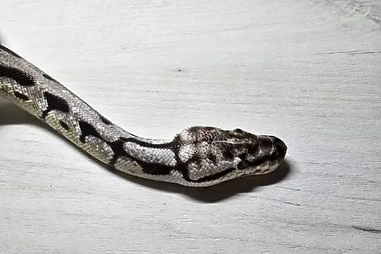 Pyton królewski python regius samica, Dolnośląskie, Wrocław