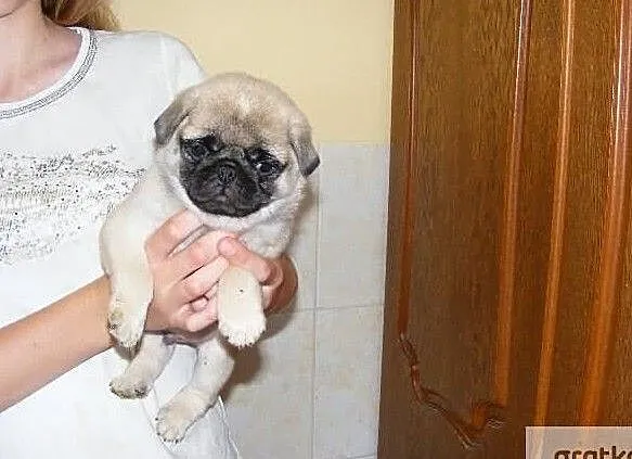 Mopsy/mops-maluchy z rodowodem ZKwP (FCI) po CH.PL., , Grudziądz
