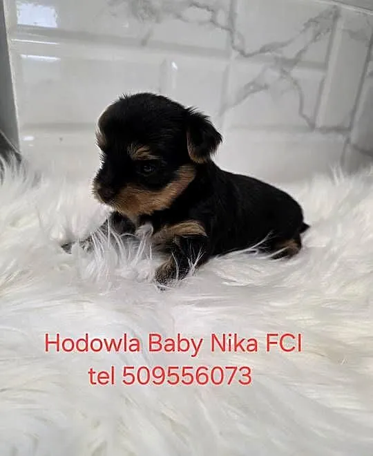 Pieski yorkshire terrier, Pomorskie, Zblewo