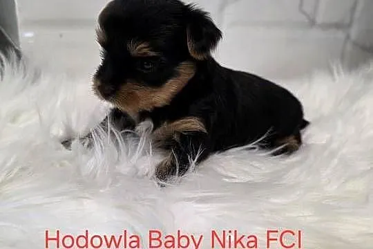 Pieski yorkshire terrier, Pomorskie, Zblewo