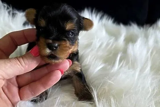 Pieski yorkshire terrier, Pomorskie, Zblewo