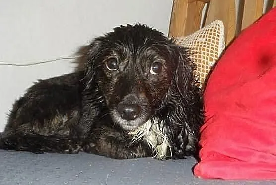Maleńka blokowa Mikunia szuka domu ADOPCJA ŁTOnZ