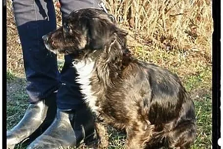 Maleńka blokowa Mikunia szuka domu ADOPCJA ŁTOnZ