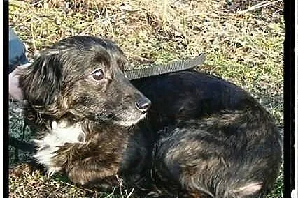 Maleńka blokowa Mikunia szuka domu ADOPCJA ŁTOnZ