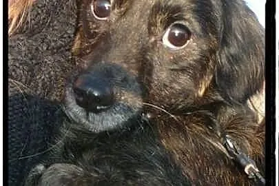 Maleńka blokowa Mikunia szuka domu ADOPCJA ŁTOnZ