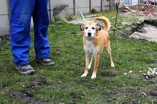 Starszy pies Lucky prosi o ciepły kąt - przygarniesz?,  śląskie Katowice