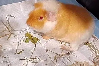 Świnki morskie rasy TEDDY dwa samczyki jeden z rubinowymi oczami 5,5 mies i, Wielkopolskie, Poznań