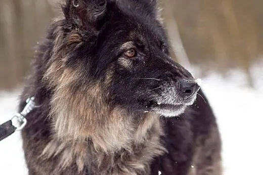 Piękna ONka TAJGA BARDZO PILNIE SZUKA DOMU!!!,  łó