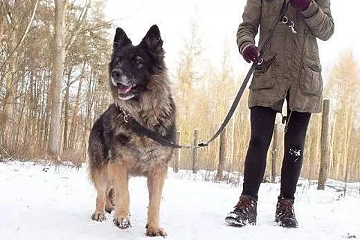 Piękna ONka TAJGA BARDZO PILNIE SZUKA DOMU!!!,  łó
