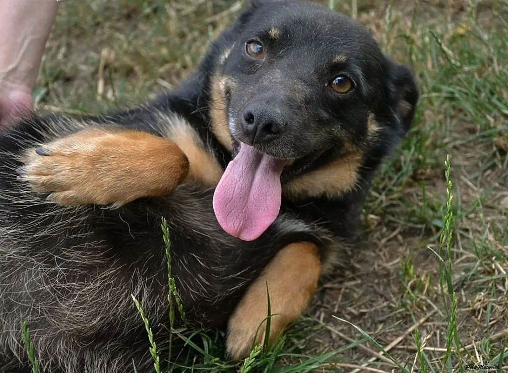 Sabinka-malutka, młoda sunia o wielkim sercu do adopcji!, śląskie Częstochowa, Śląskie, Częstochowa
