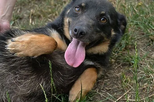 Sabinka-malutka, młoda sunia o wielkim sercu do adopcji!,  śląskie Częstochowa, Śląskie, Częstochowa
